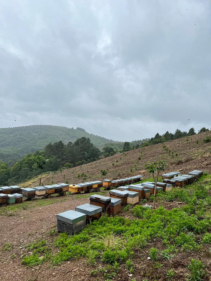 Paisagem Transmontana