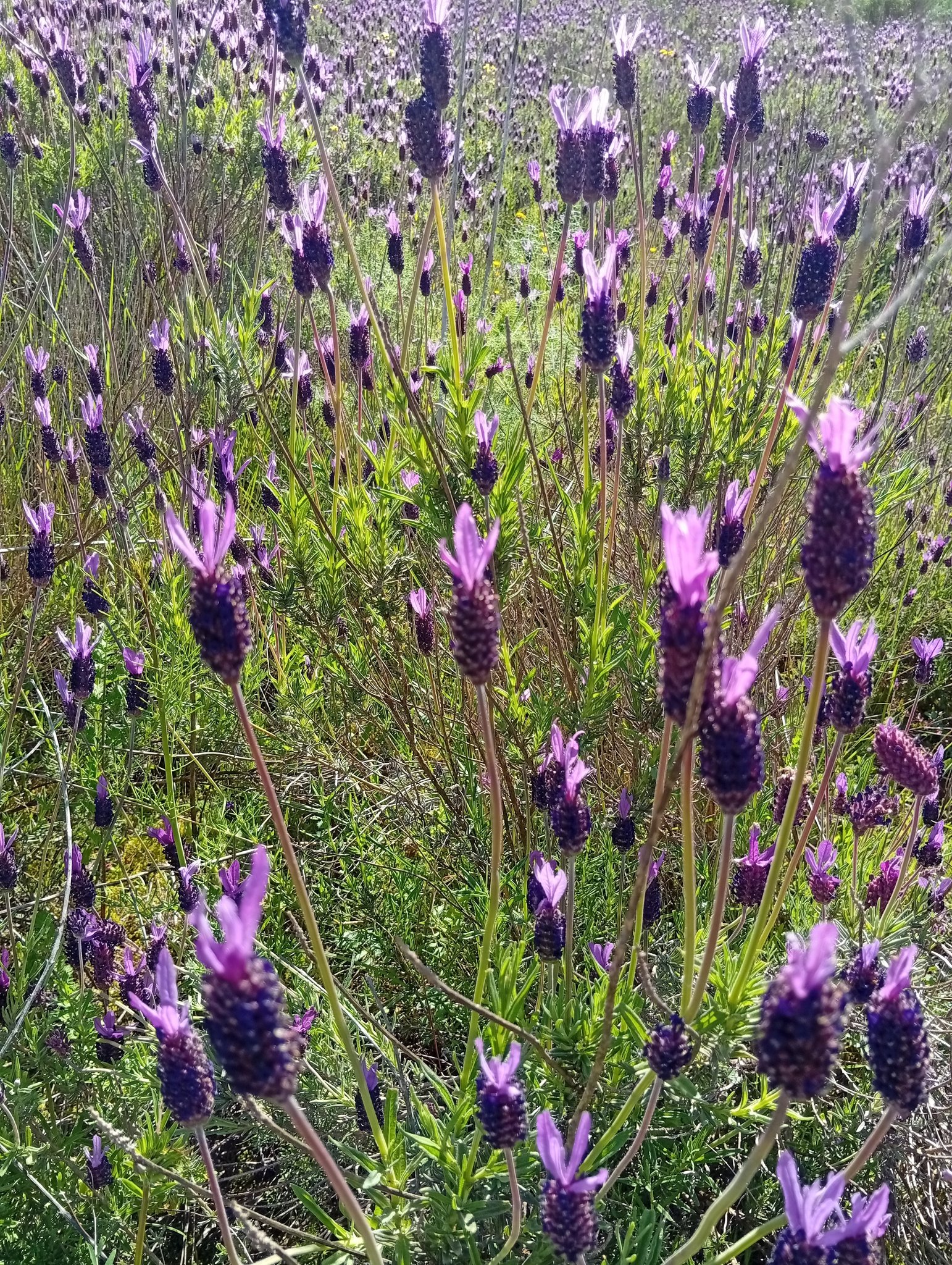 Flores de Rosmaninho